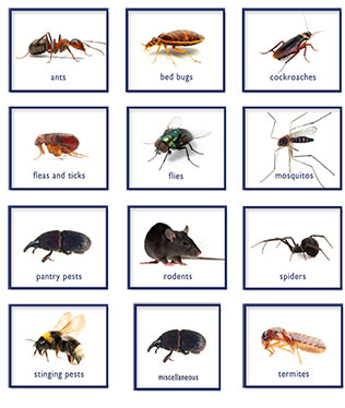 Photo of typical household pests