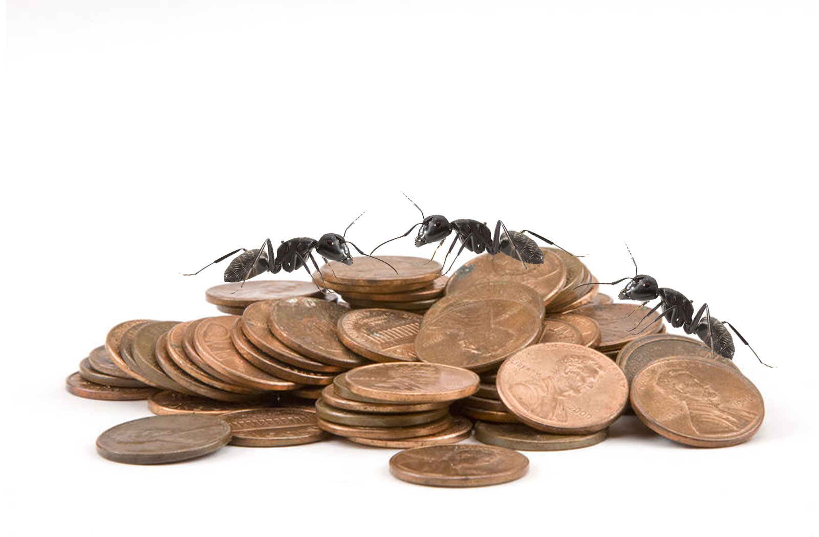 Pest control services to remove ants