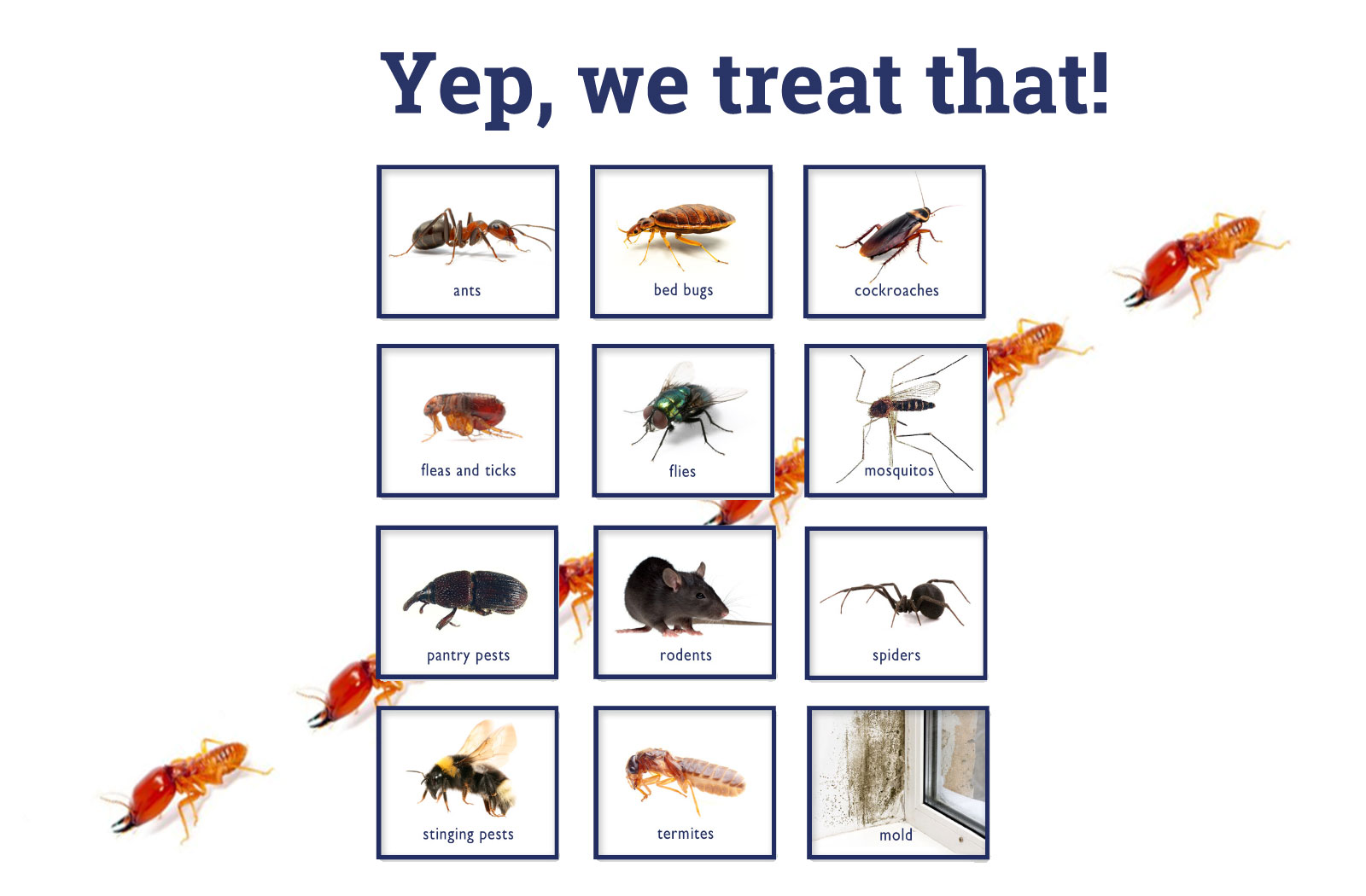 We treat roaches, rats, mice, spiders, fleas, insects, ants, bedbugs, silverfish and more
